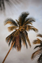 Coconut & Sandalwood 50 ml Perfume Oil Dropper