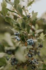 Sand + Paws Juniper Berry Sage 21 oz scented candle