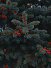 Holiday Berry 15.7 oz Liquid Hand Soap