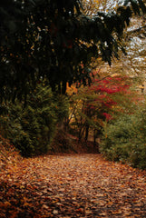 Falling Leaves 20 oz Liquid Hand Soap