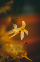 Amber & Jasmine 50 ml Perfume Oil Rollerball