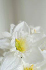 Enchanted Blossom 100 ml Perfume Oil Rollerball