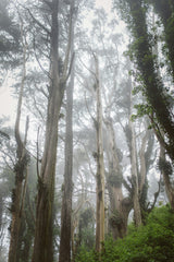 Vanilla Woods 50ml Perfume Oil Rollerball