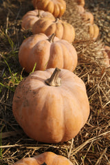Pumpkin & Sweet Vanilla 20 oz Liquid Hand Soap