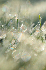 Spring Morning 50ml Perfume Oil Rollerball