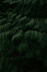 Blue Eucalyptus & Fir 9.5 oz scented candle